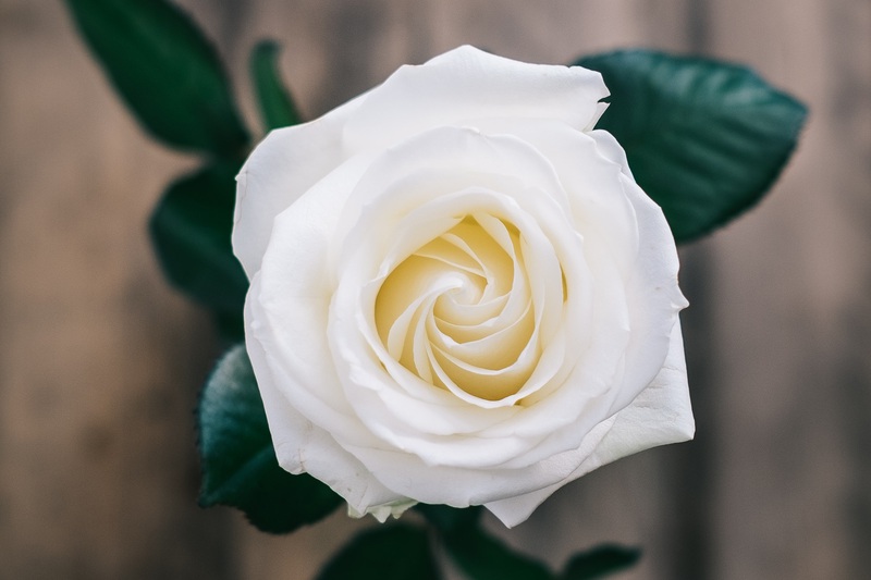 Closeup van een witte roos